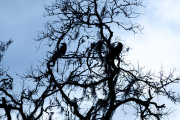Two crows roosting in a dead oak tree on a dreary summer evening