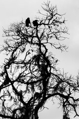 Silhouette of two crows roosting in a dead oak tree on a dreary summer evening