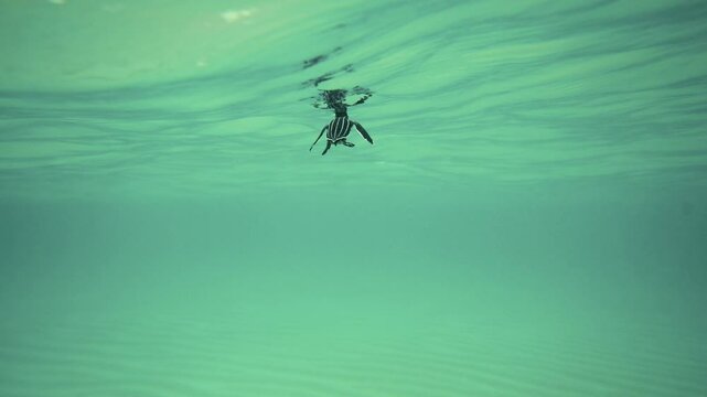 Leatherback Sea Turtle Hatchling swimming in ocean underwater in Miami, Florida