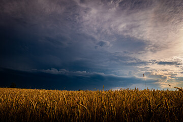 Aufziehendes Gewitter über einem Weizenfeld