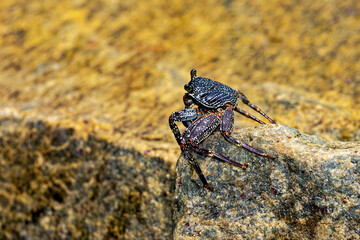 Crabs and crustaceans of Sri Lanka