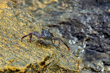Crabs and crustaceans of Sri Lanka