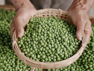 Farmer holding basket full of fresh green peas
