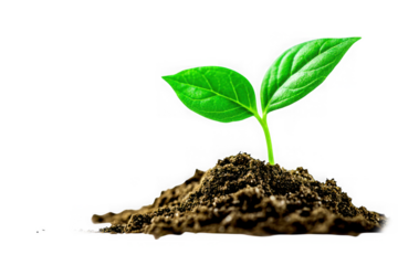Young green seedling emerging from fertile soil isolated on transparent background