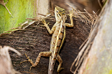 A Garden lizard from Sri Lanka	
