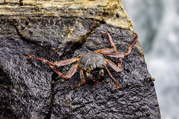 Crabs and crustaceans of Sri Lanka