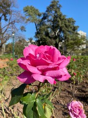 Rose Park and animals in buenos aires, argentina, nature and trees