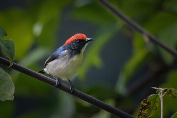 scarlet-backed flowerpecker or Cyornis poliogenys seen in Karimganj, Assam India