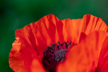 Close-up of bright red poppy flower in a garden.
