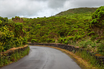 Exposure of the road crossing the Eucalyptus Forest and surrounding full native plants and a great...