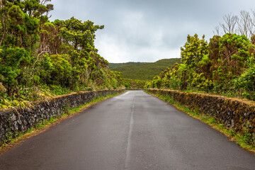 Exposure of the road crossing the Eucalyptus Forest and surrounding full native plants and a great...