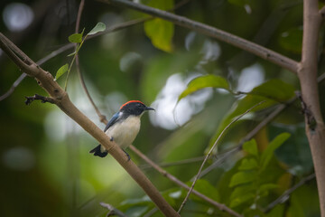 scarlet-backed flowerpecker_PAP7800.jpg