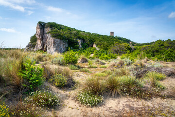 Obraz premium Flowers on the sand of the beach of Parco della Maremma regional natural park. Tuscany, Italy.
