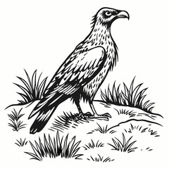 Majestic eagle standing on grassy ground bird raptor