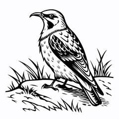 Black and white bird perched on grassy ground wildlife