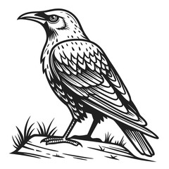 Fototapeta premium Black bird perched on grassy ground black and white