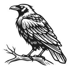 Black raven perched on a branch crow bird