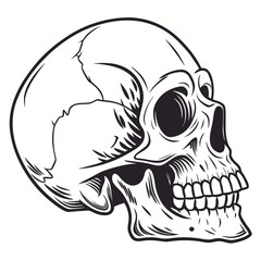 Human skull detailed line art bone anatomy