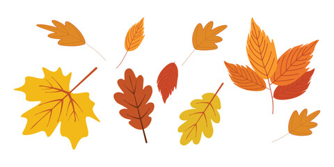 Vector set of colorful autumn leaves in various shapes and styles. Hand-drawn fall foliage perfect for seasonal designs, decorations, invitations, cards, and Thanksgiving projects.