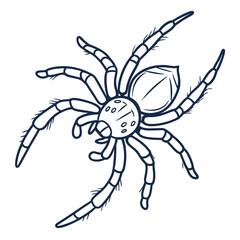 Detailed Spider Illustration arachnid insect