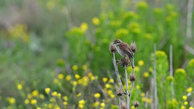 red-backed shrike bird on a branch on green background