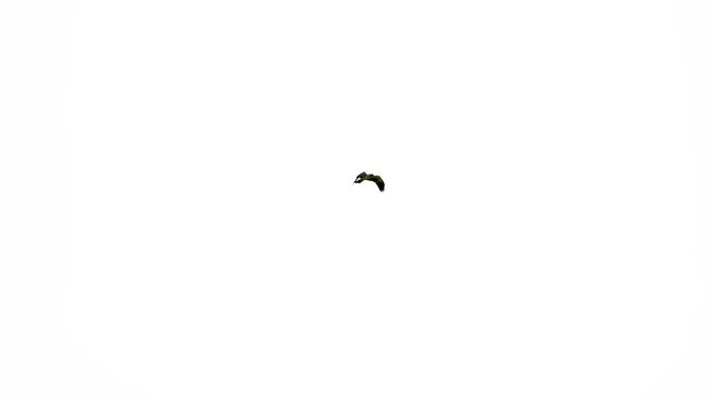 Booted Eagle flying