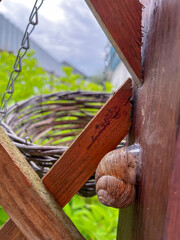 A grape snail in garden on the boards of a gazebo