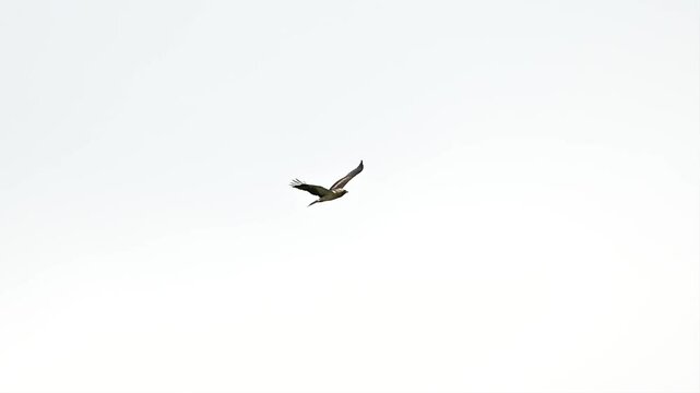 Booted Eagle flying