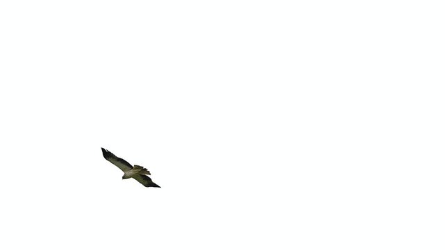 Booted Eagle flying