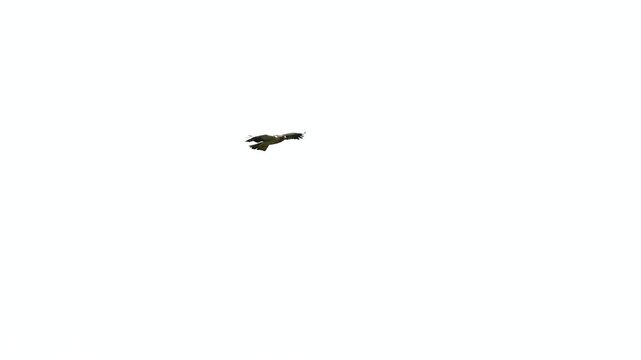 Booted Eagle flying