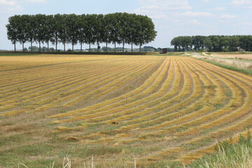 a beautiful flax field with rows of fresh ripe green plants at the field in the dutch countryside in summer