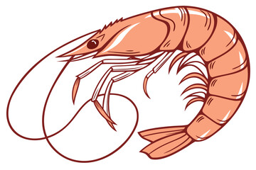 shrimp on a white background