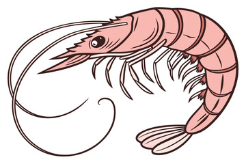 Fototapeta premium shrimp vector illustration
