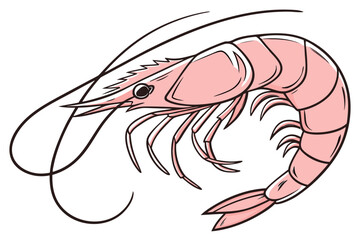 shrimp vector illustration