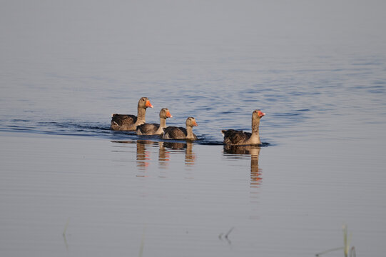 Greylag geese swimming in Tablas de Daimiel park