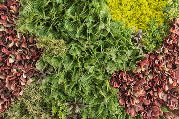 Textura hecha con plantas de diferentes formas y colores