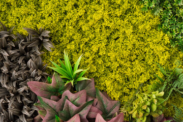 Textura hecha con plantas de diferentes formas y colores