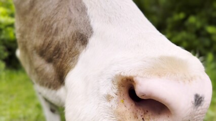Close up to nose of cute cow pasturing at lawn. Kine chewing fresh grass outdoor. Beautiful friendly animal grazing on meadow at summer day. Concept of livestock husbandry