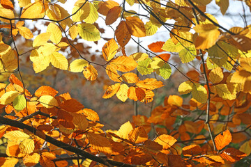 Beech leaves on a tree in Autumn	