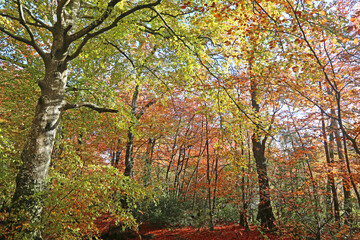 Decoy Country Park, Devon in Autumn	