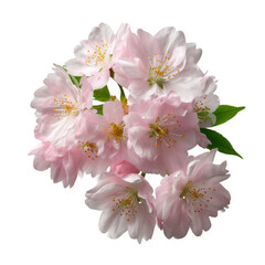 Pink Cherry Blossom Bouquet isolated on a transparent background
