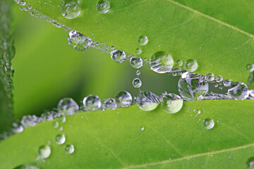 	
Lupin leaf with water drops after rain	