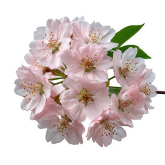Pink Cherry Blossom Branch isolated on a transparent background