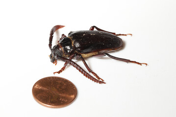 Close-up photo of a male Tile-horned Prionus Beetle (Prionus imbricornis).  The adults are nocturnal, and attracted to artificial lights at night from sources like porch and street lights. 