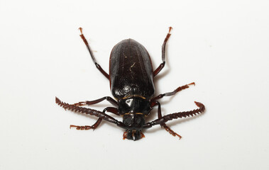 Tile-horned Prionus Beetle (Prionus imbricornis).  This is a type of longhorn beetle, which get their name from the long antennae. It's larvae can be an agricultural pest by feeding on plant roots. 