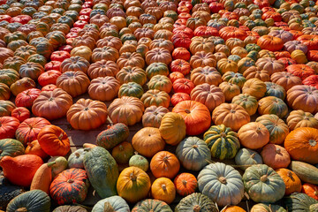 Various sorts, shapes and colors at the Pumpkin Festival in Ludwigsburg, Germany