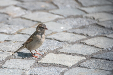 Small cute female sparrow on the street pavement