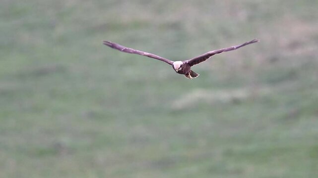 Marsh harrier flying, birds of prey flying
