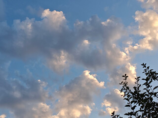 Pastel Clouds in Blue Sky with Tree Branch Silhouette