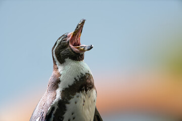 Profile of a cute penguin with open beak